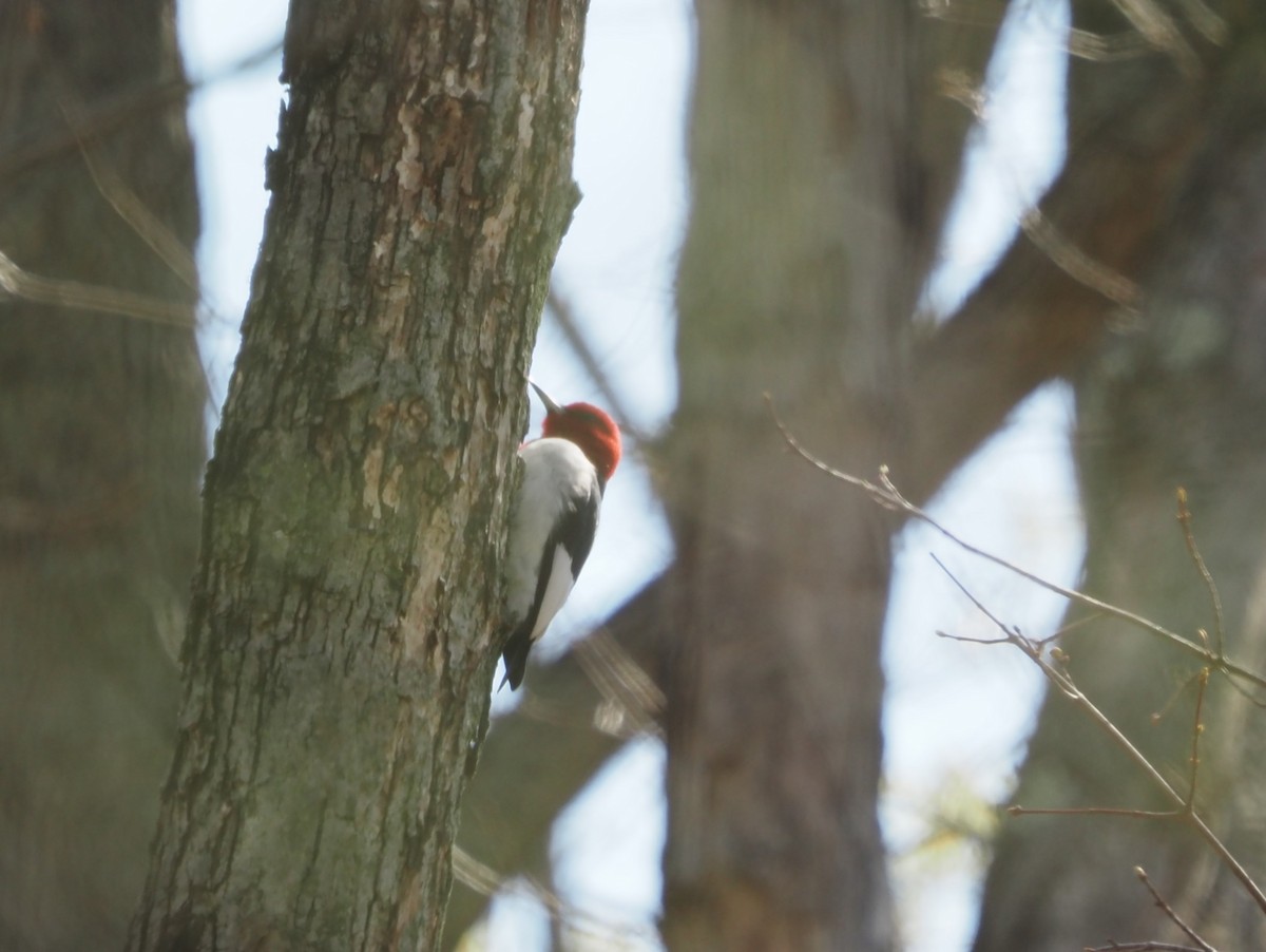 Red-headed Woodpecker - ML562228041