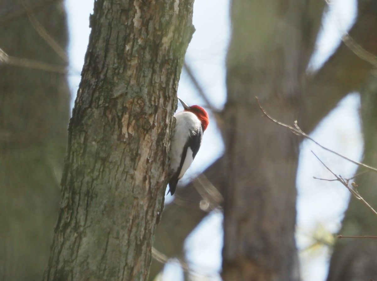 Red-headed Woodpecker - ML562228161
