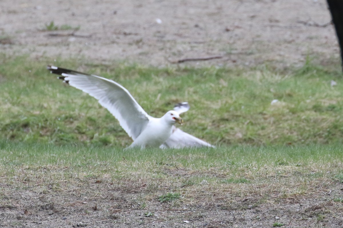 Ring-billed Gull - ML562228181