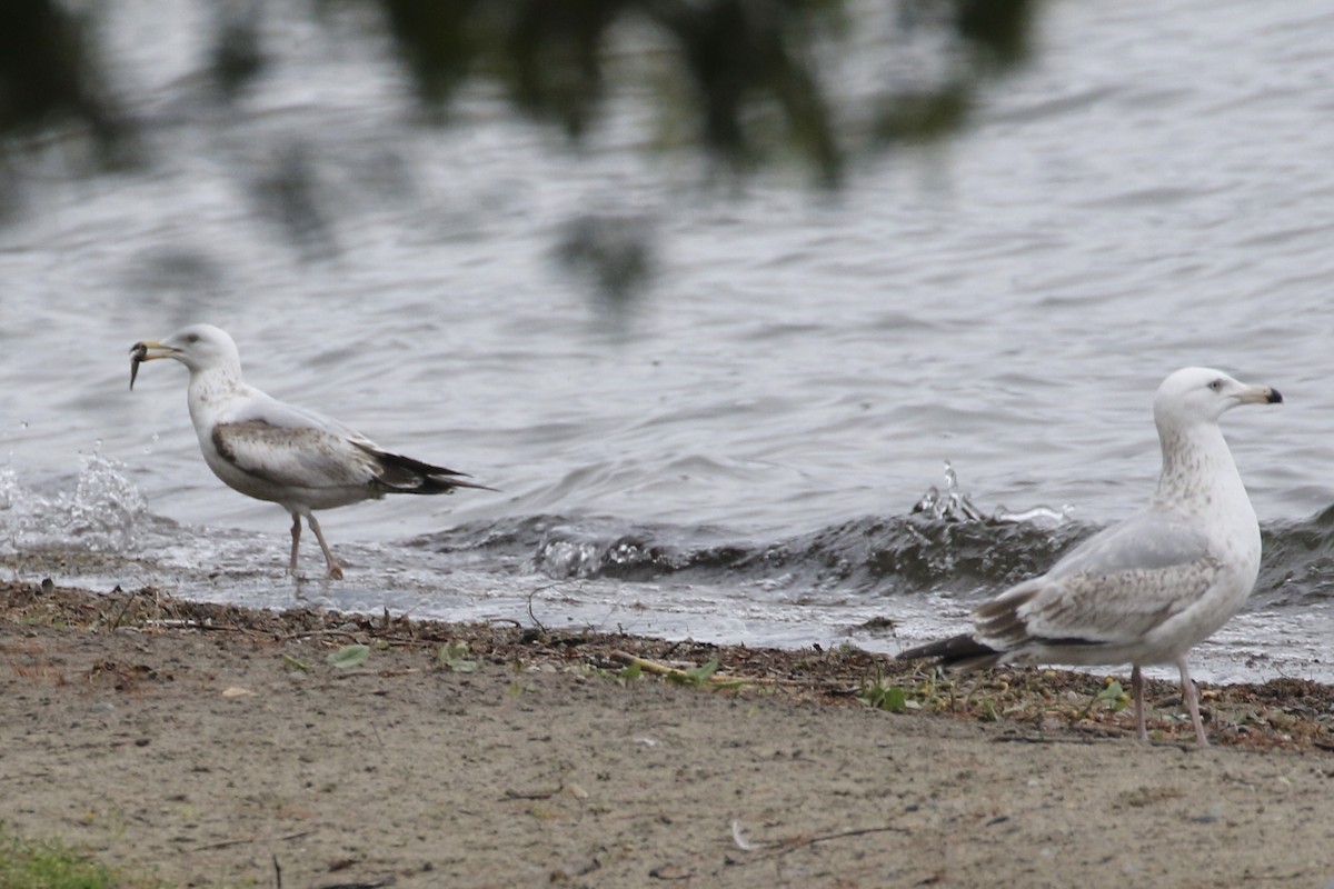 Herring Gull - ML562228271