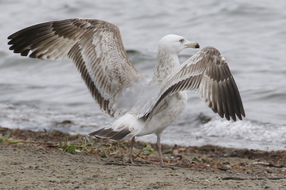 Herring Gull - ML562228301