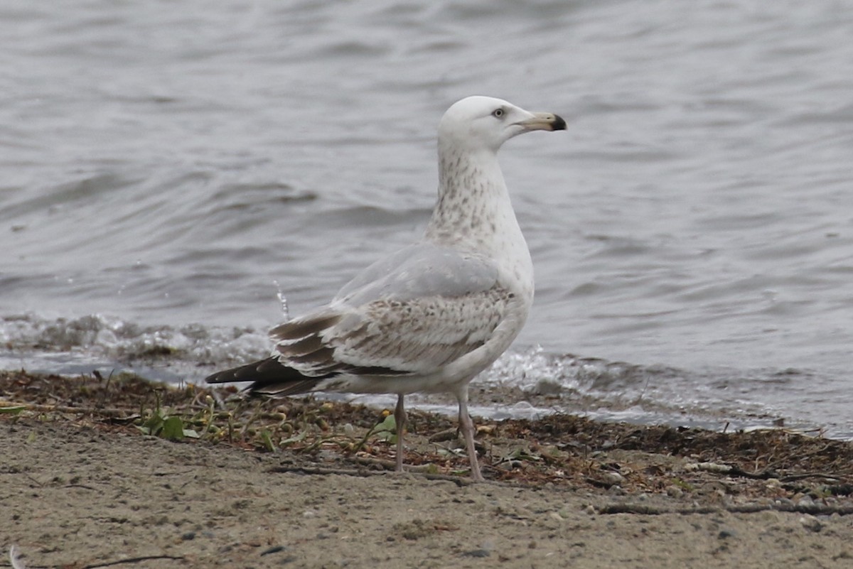 Herring Gull - ML562228311