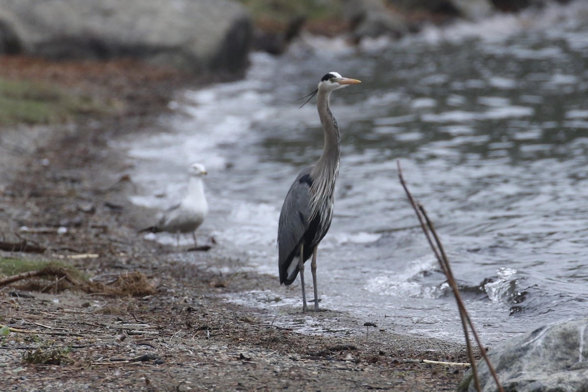 Great Blue Heron - ML562228341