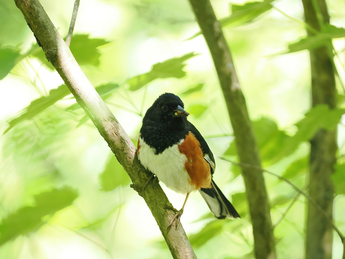 Eastern Towhee - ML562228391