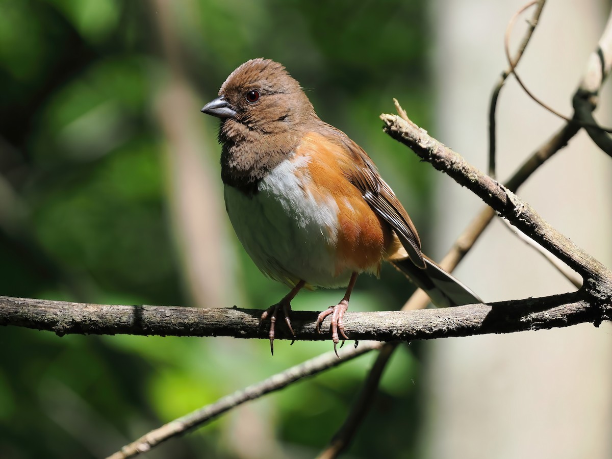 Eastern Towhee - ML562228401