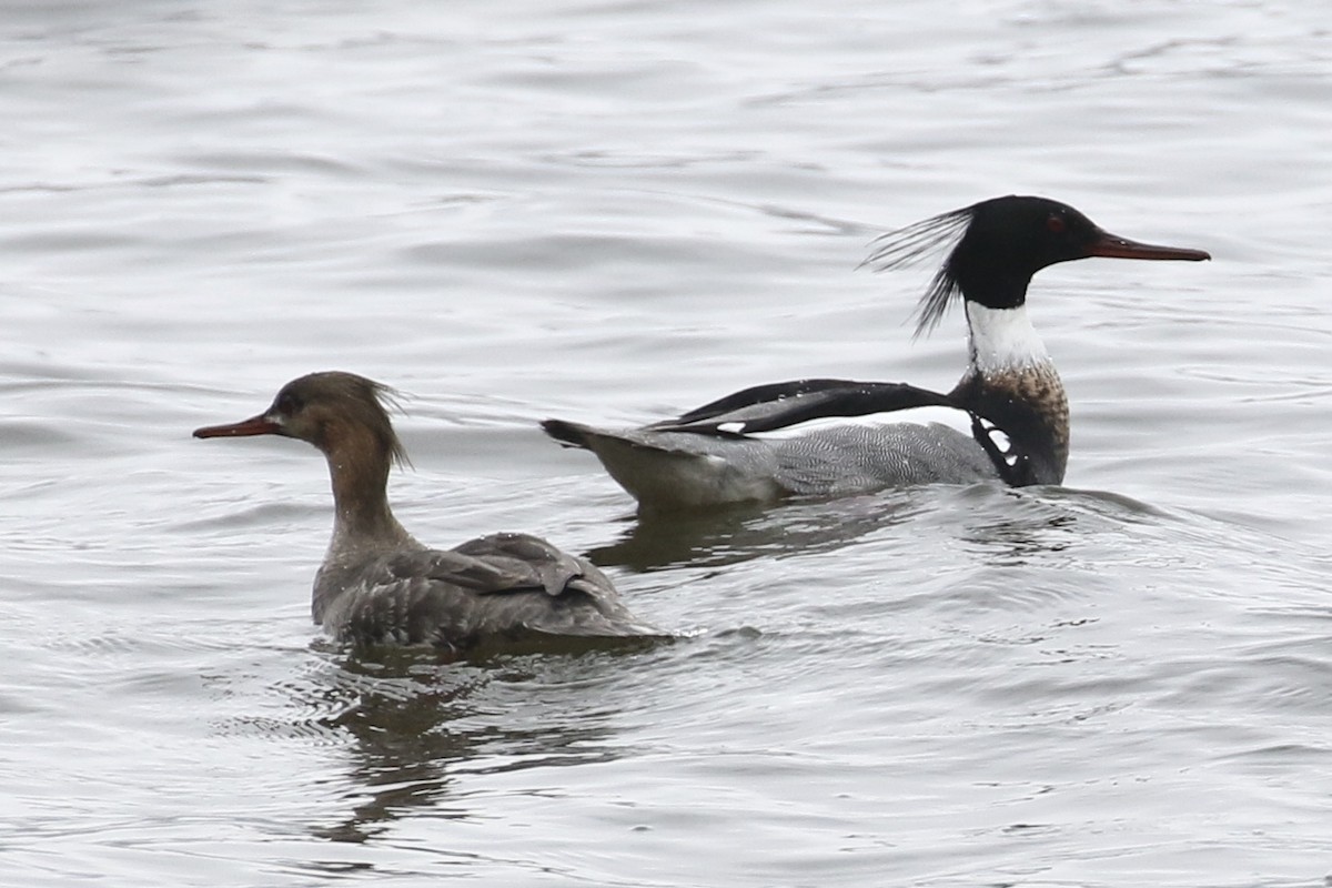 Red-breasted Merganser - ML562228541