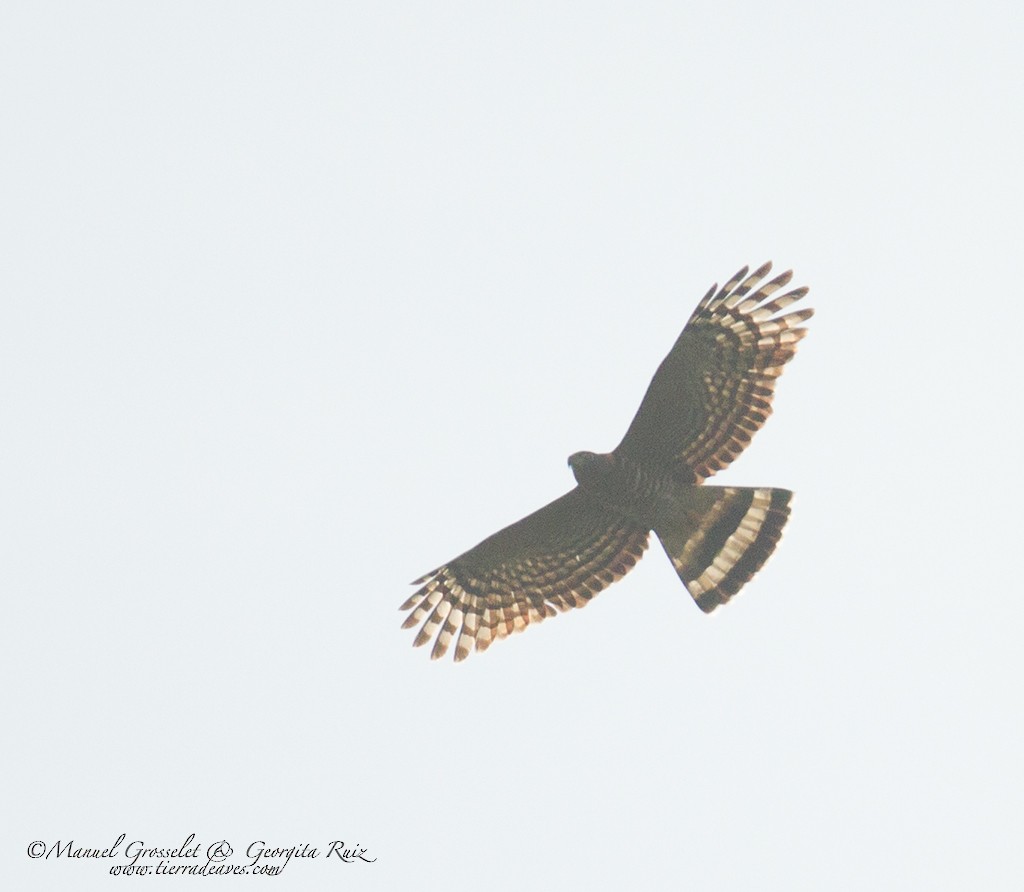 Hook-billed Kite - ML56222861