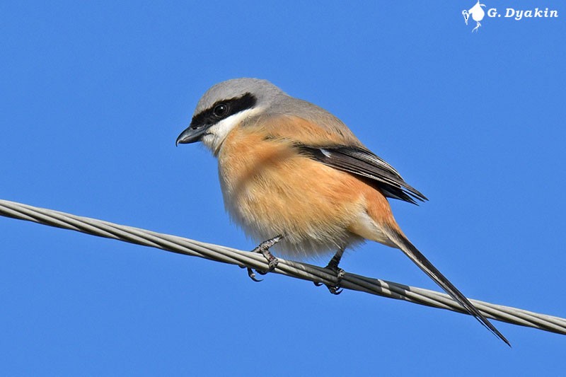 Long-tailed Shrike - ML562228941