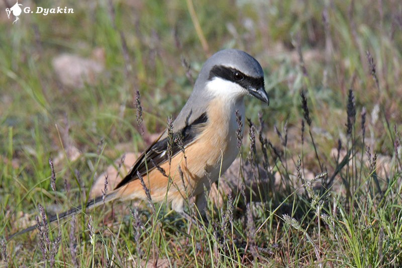 Long-tailed Shrike - ML562228961