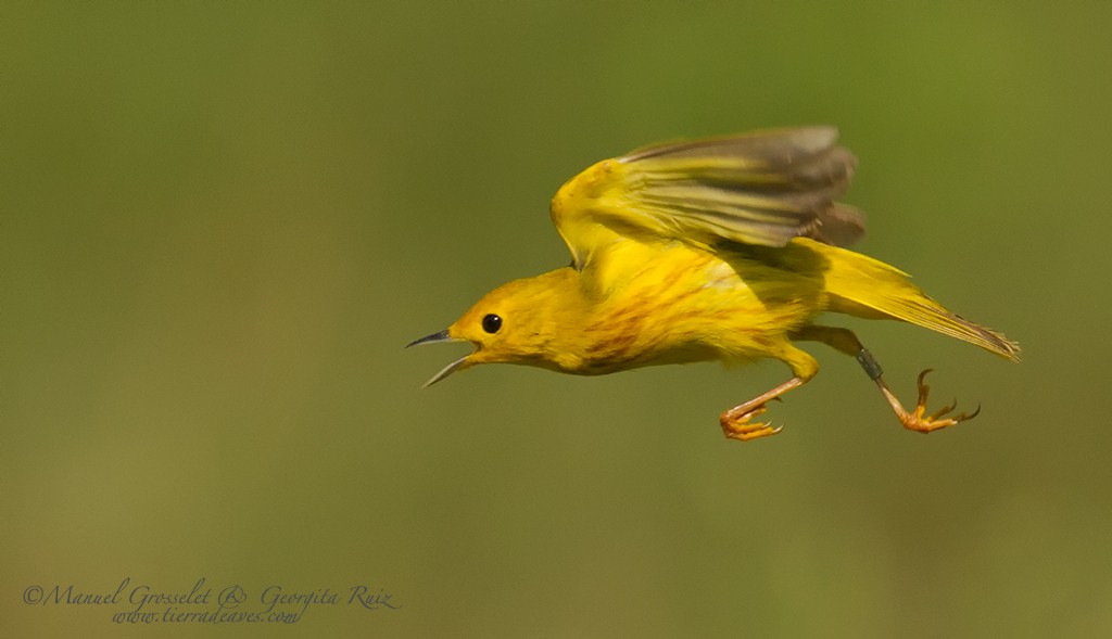Yellow Warbler (Northern) - ML56223021