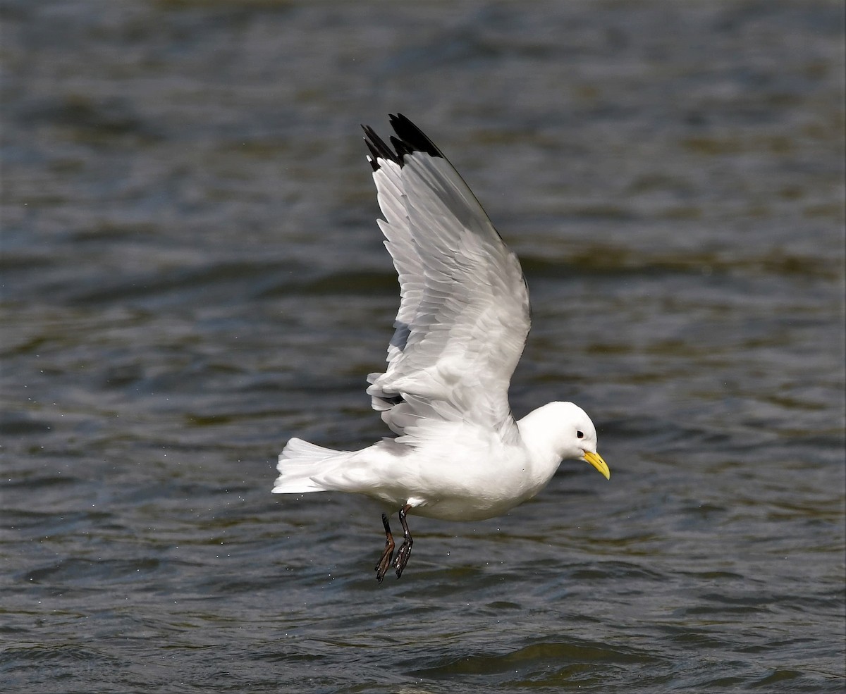 Black-legged Kittiwake - Andy Day