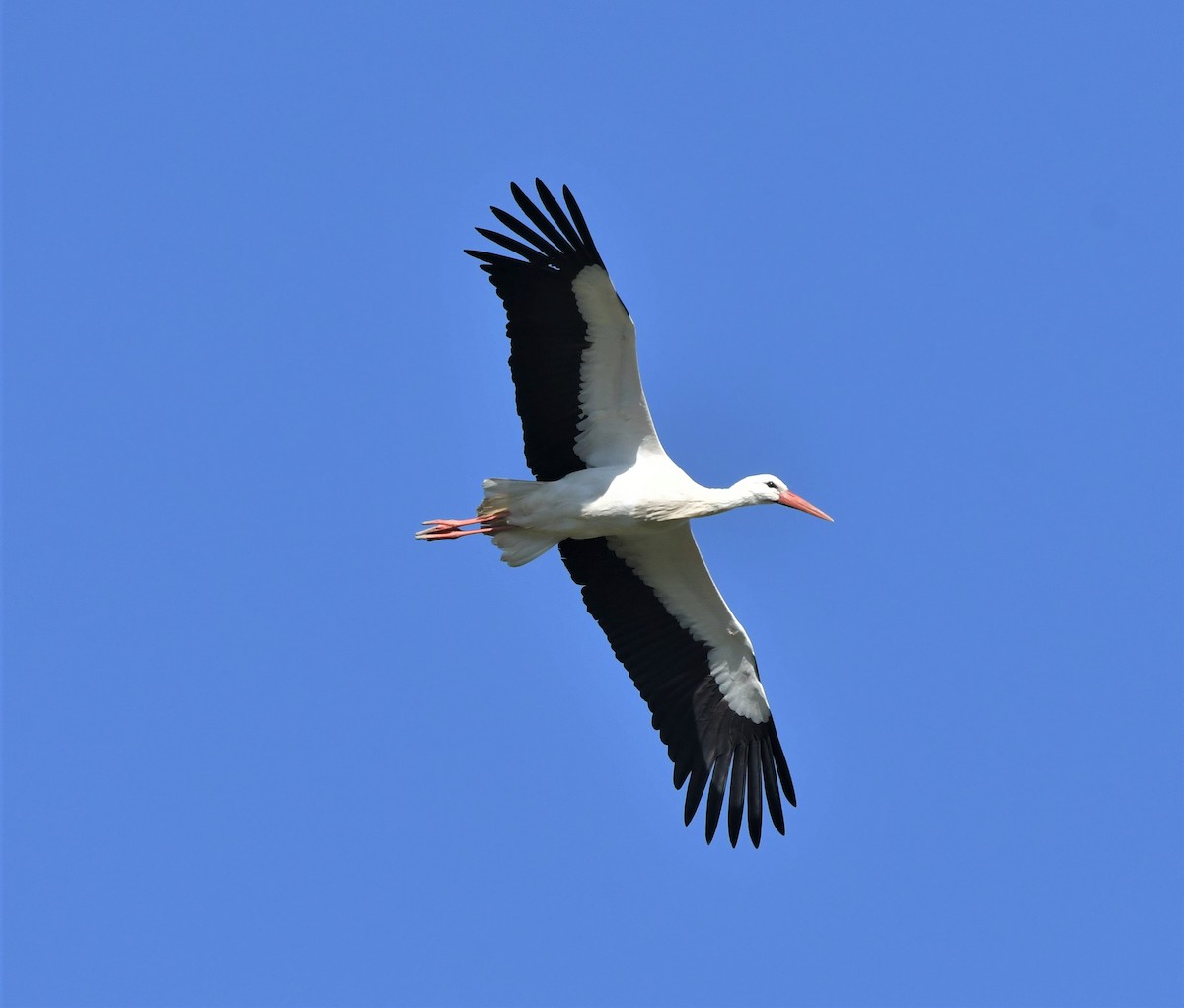 White Stork - Andy Day