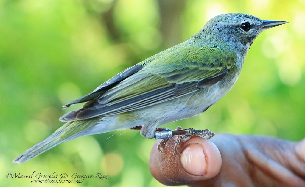 Tennessee Warbler - ML56223091