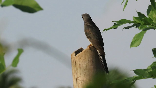 Cuco Pechigrís - ML562231151