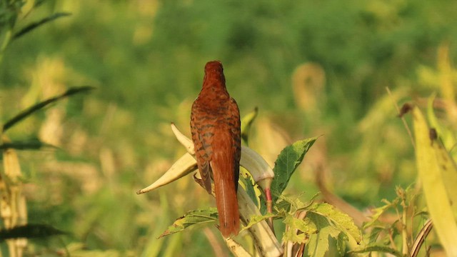 Gray-bellied Cuckoo - ML562231431