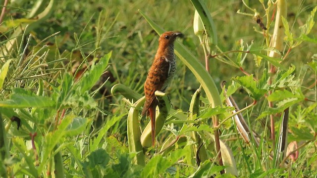 Gray-bellied Cuckoo - ML562231441