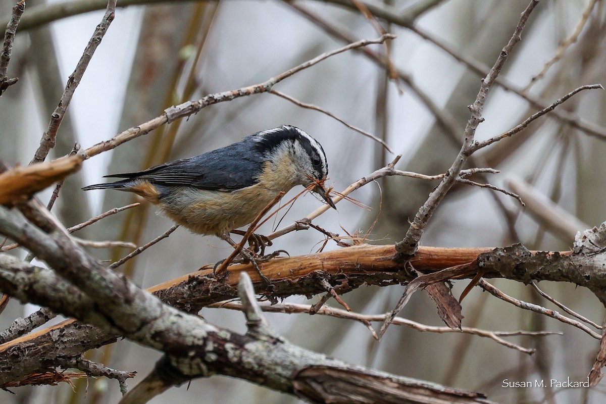 Red-breasted Nuthatch - Susan Packard