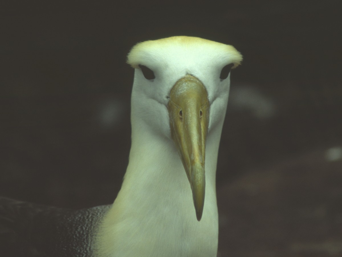 Albatros de Galápagos - ML562232721