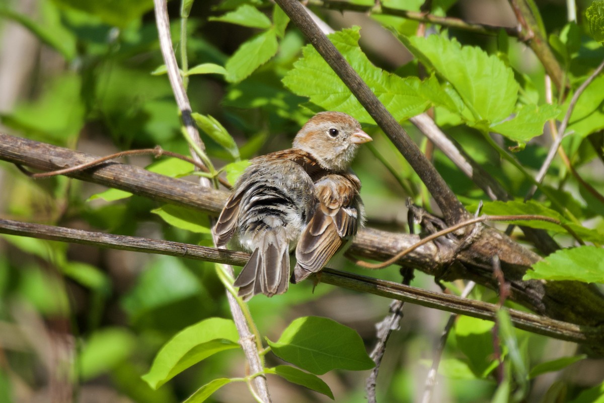 Field Sparrow - ML562235281