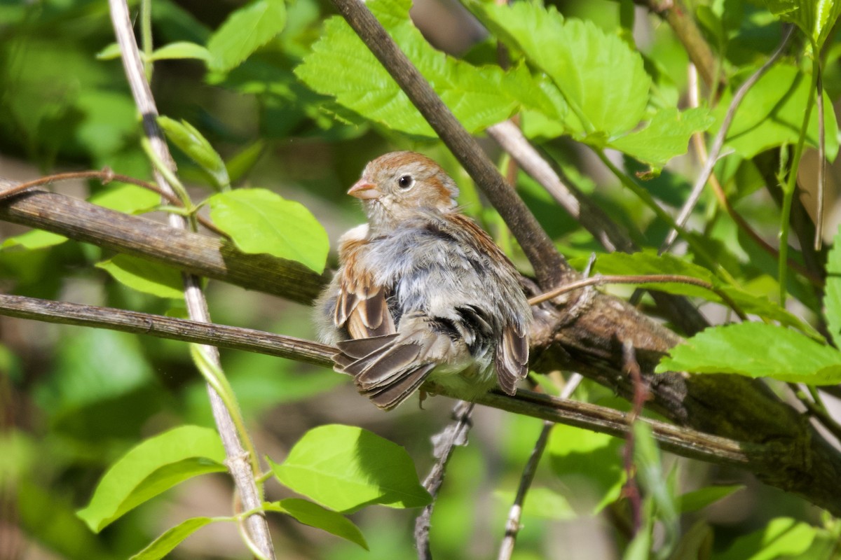 Field Sparrow - ML562235291