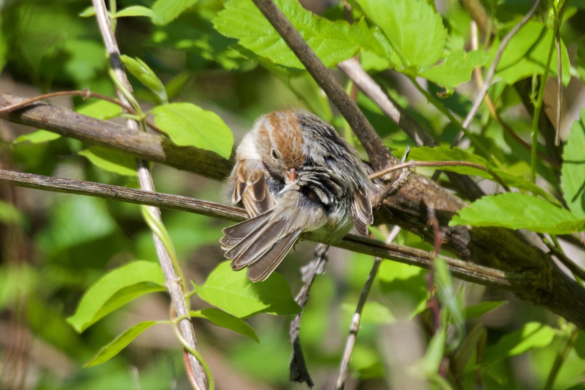 Field Sparrow - ML562235301