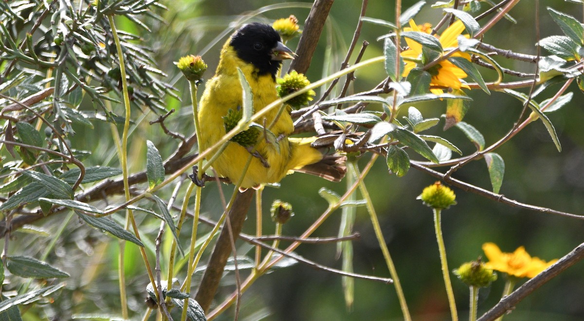 Hooded Siskin - ML562235751