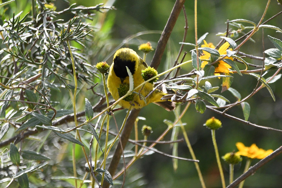 Hooded Siskin - Paul Vandenbussche