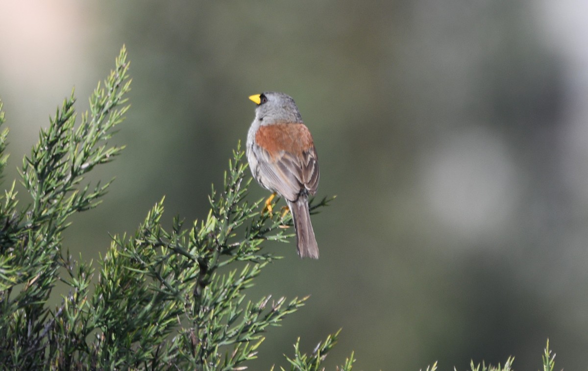 Rufous-backed Inca-Finch - ML562235821