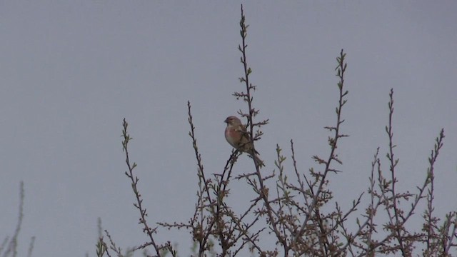 Eurasian Linnet - ML562235941