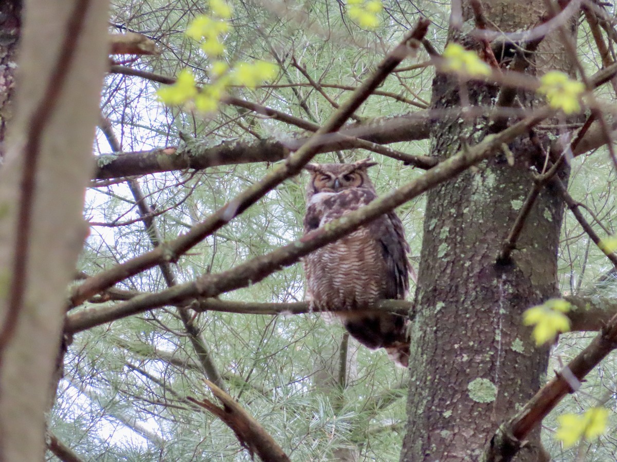 Great Horned Owl - ML562236631