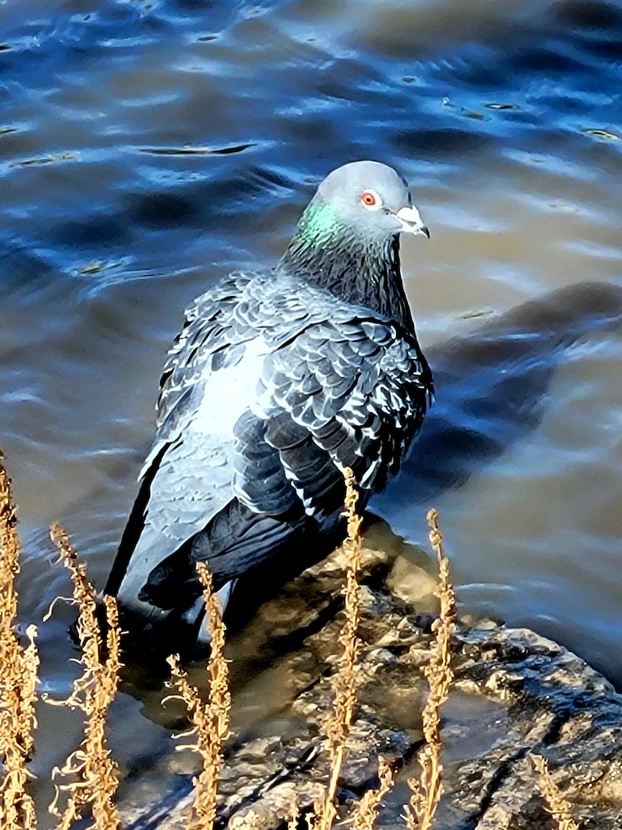 Pigeon biset (forme domestique) - ML562236931