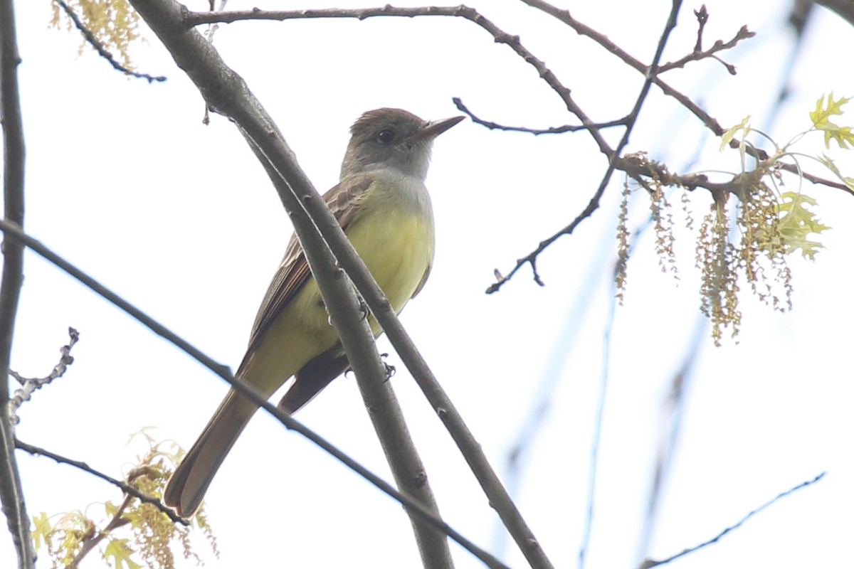 Great Crested Flycatcher - ML562237791