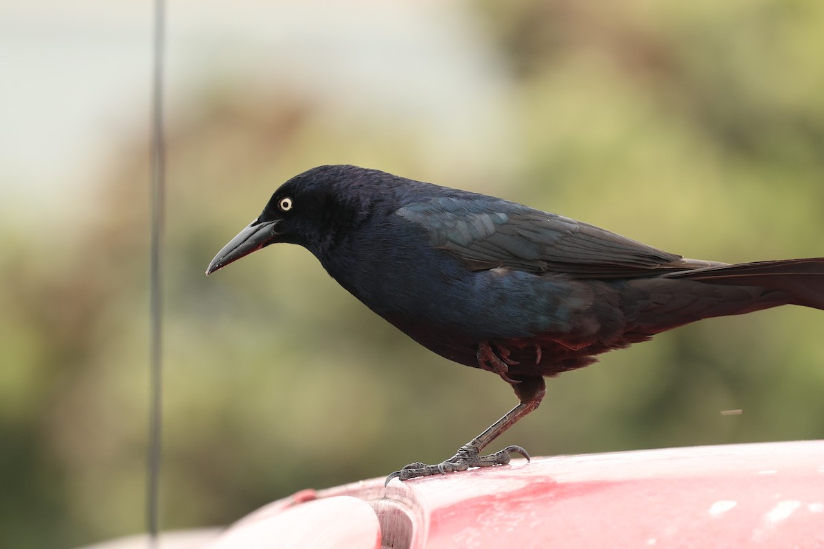 Great-tailed Grackle - Jeerapa Sookgaew