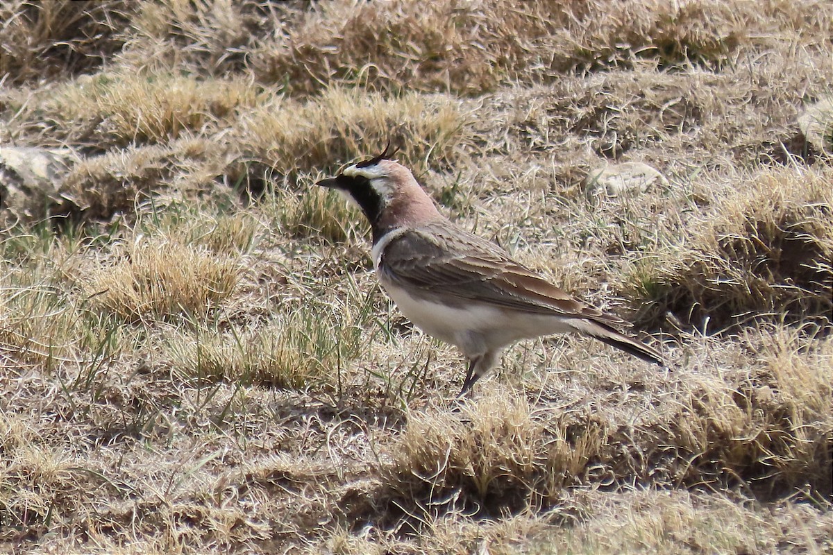 Horned Lark (Black-necklaced) - ML562240121