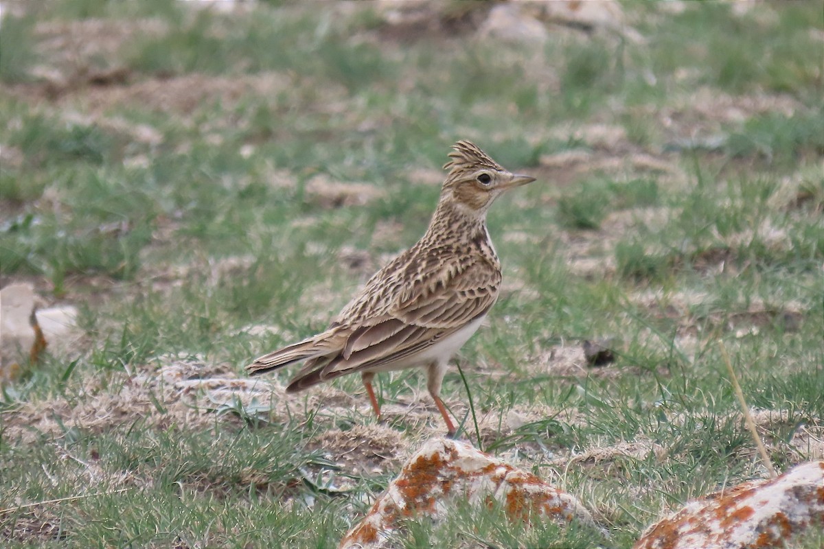 Eurasian Skylark - Manolo García