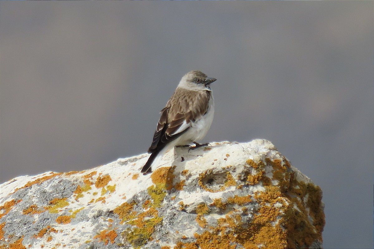 White-winged Snowfinch - Manolo García