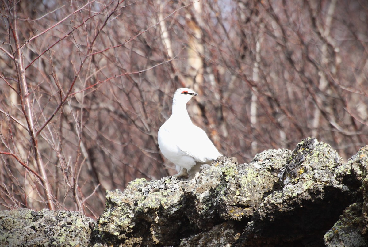 Rock Ptarmigan - ML562241281