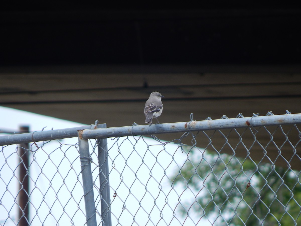 Northern Mockingbird - Kevin White