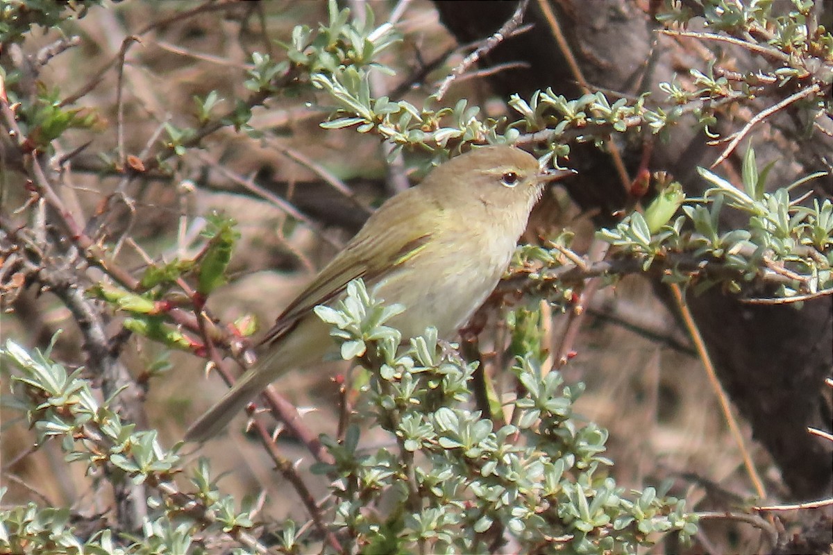 Common Chiffchaff - ML562242281