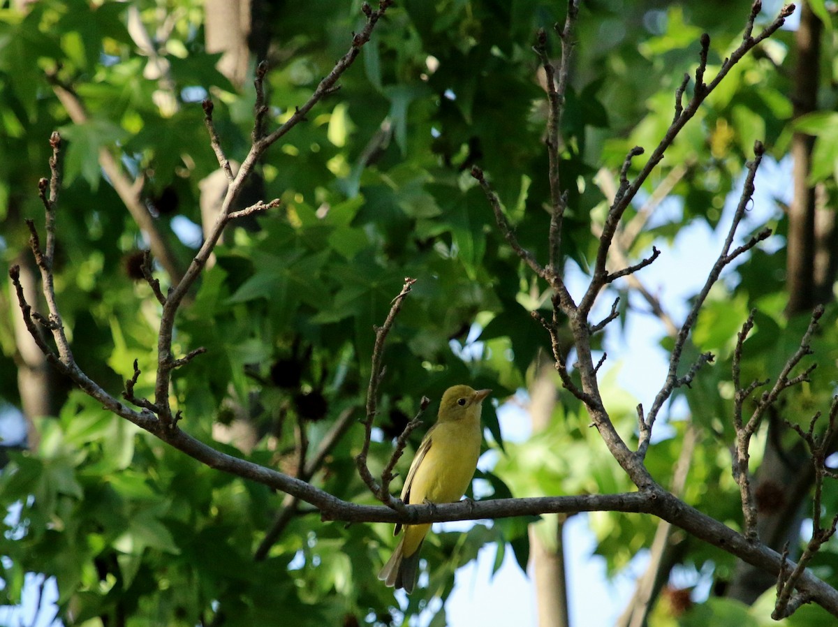 Western Tanager - Christine Jacobs