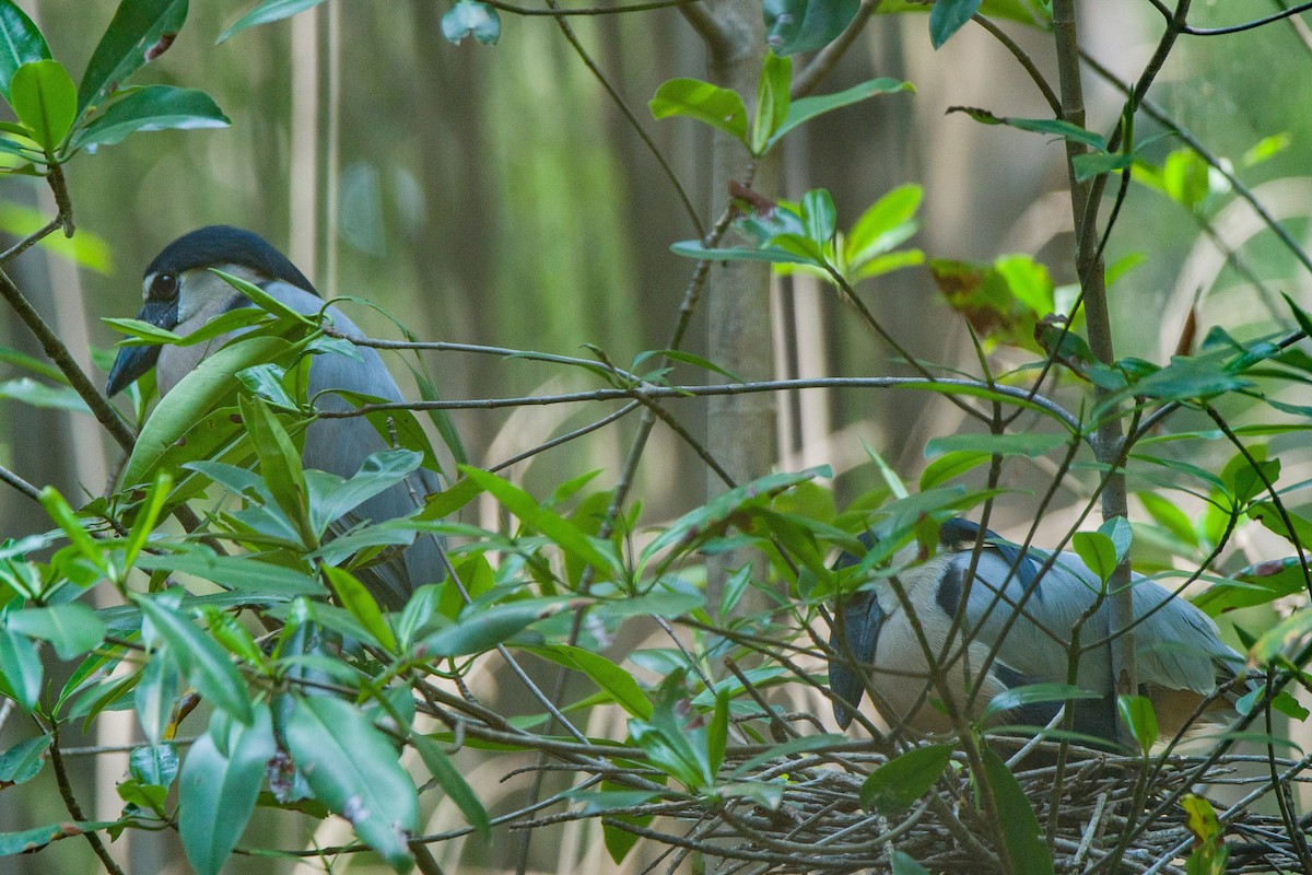 Boat-billed Heron - ML562242841