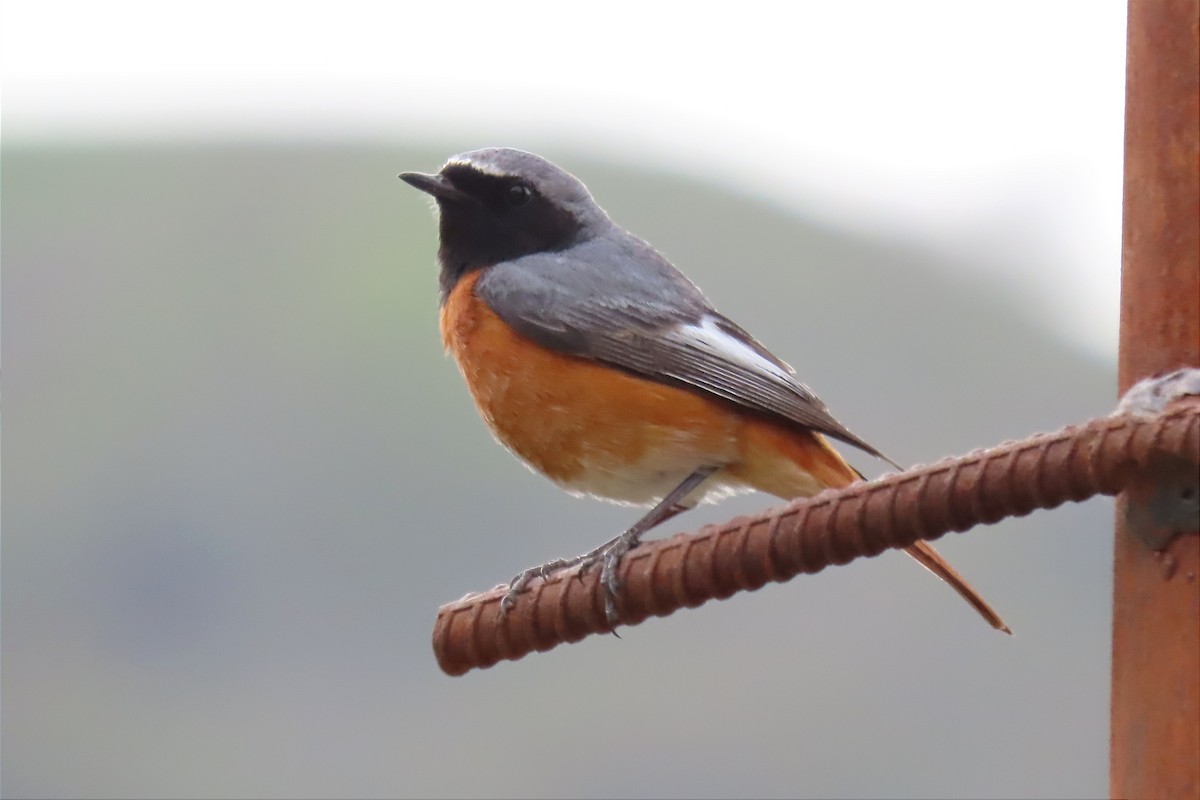 Common Redstart (Ehrenberg's) - ML562243121