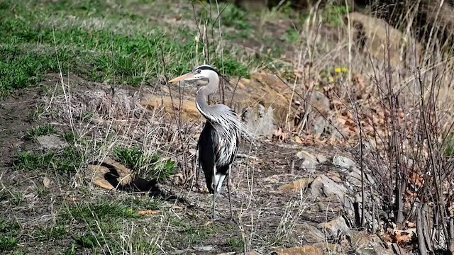 Great Blue Heron (Great Blue) - ML562244321