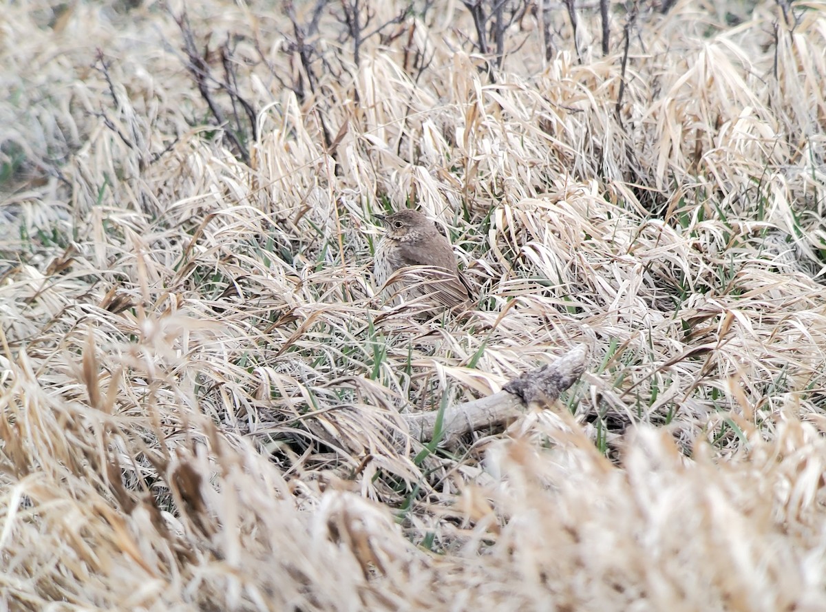 Sage Thrasher - ML562244431