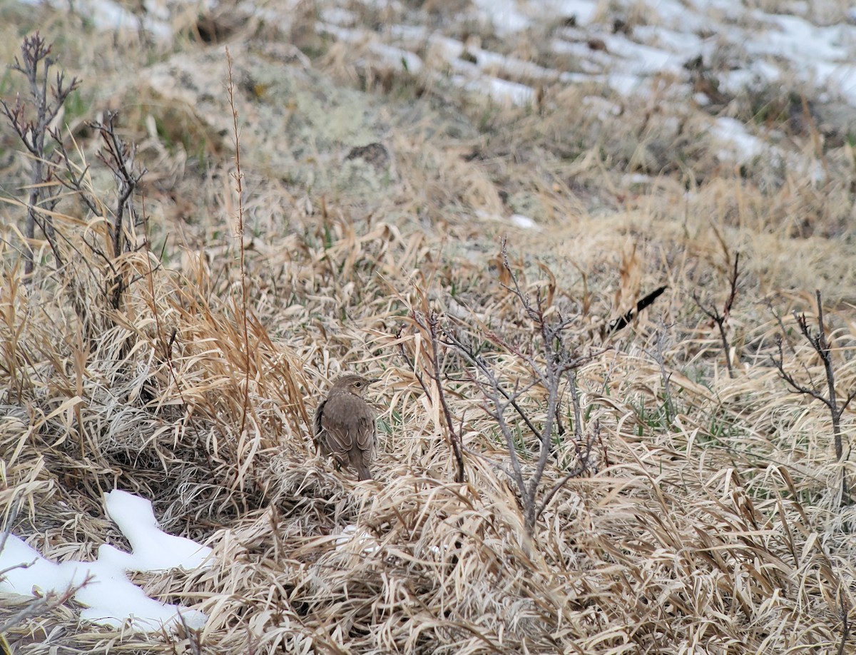 Sage Thrasher - ML562244441