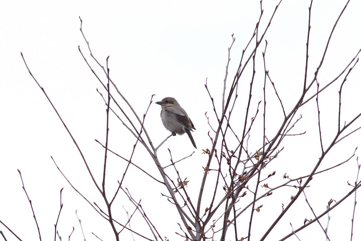 Northern Shrike - ML562244871