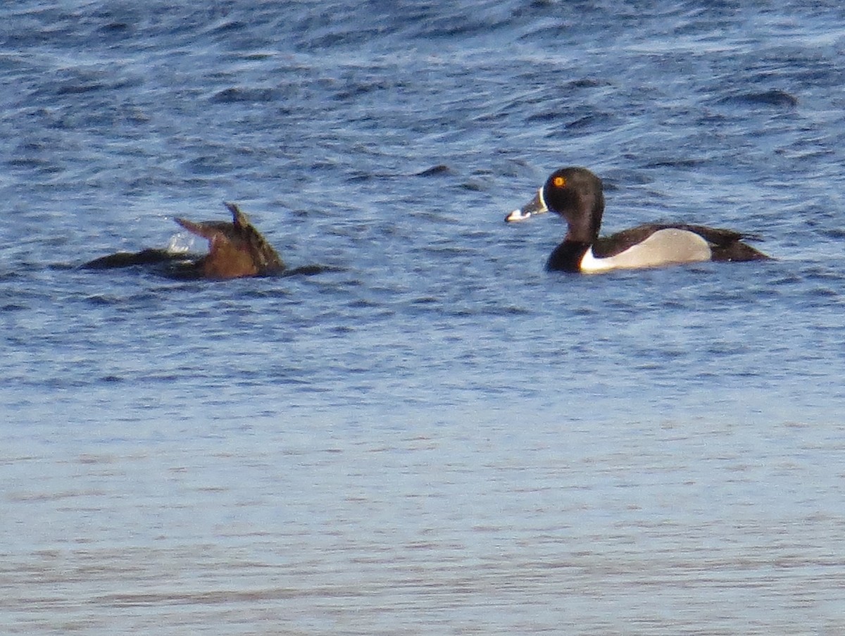 Ring-necked Duck - Glenn Hodgkins