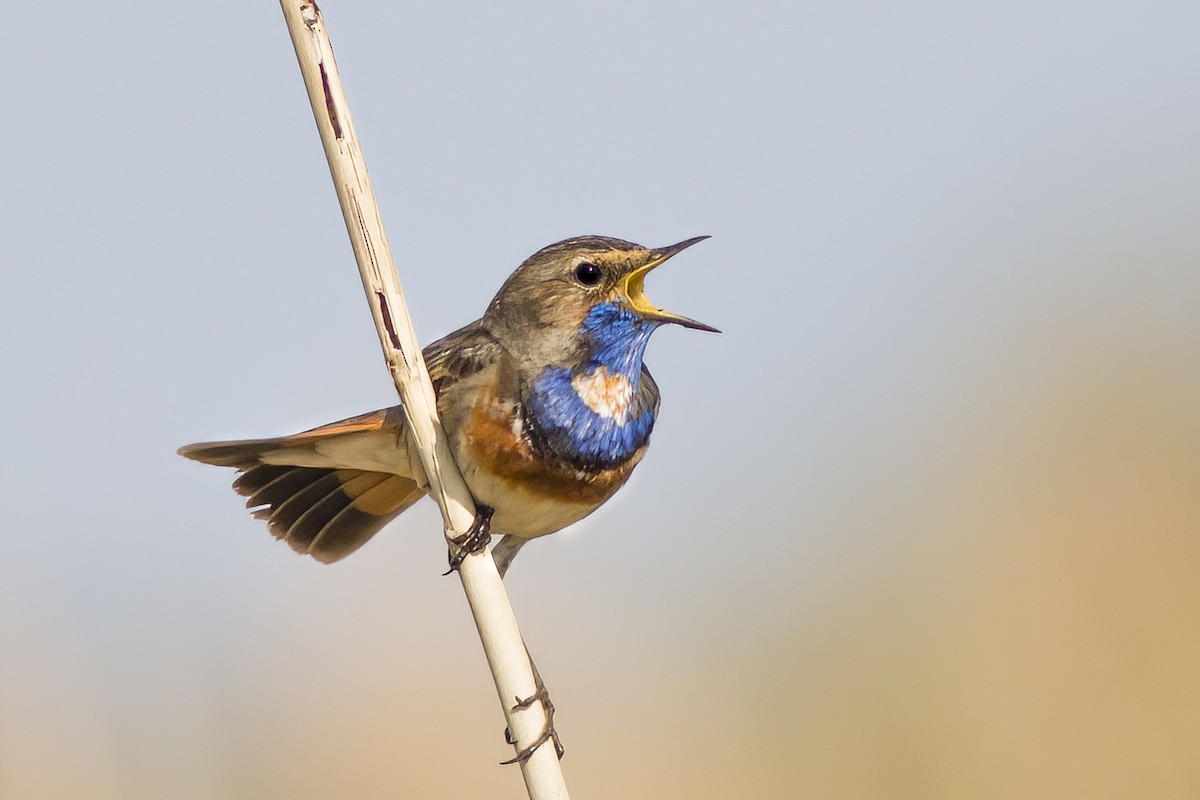 Bluethroat - ML562245521