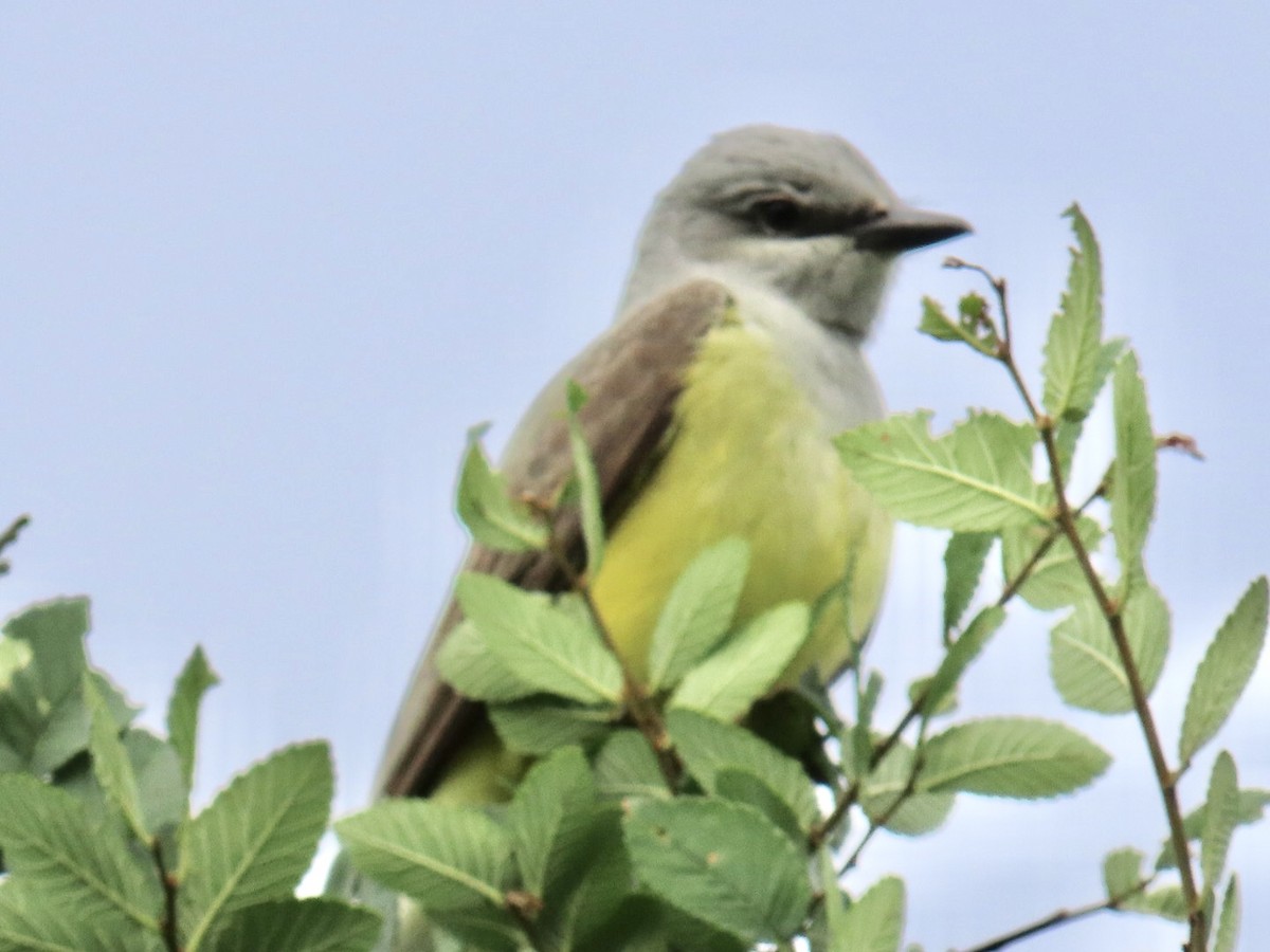 Western Kingbird - ML562246401