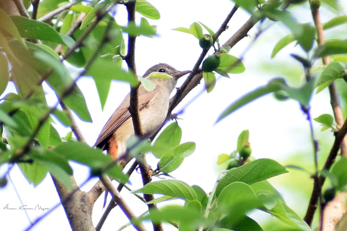 Rusty-tailed Flycatcher - Amar Nayak